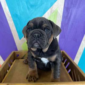 English Bulldog