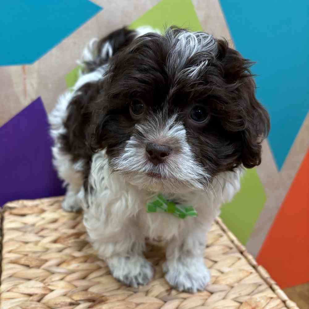 carousel pet images