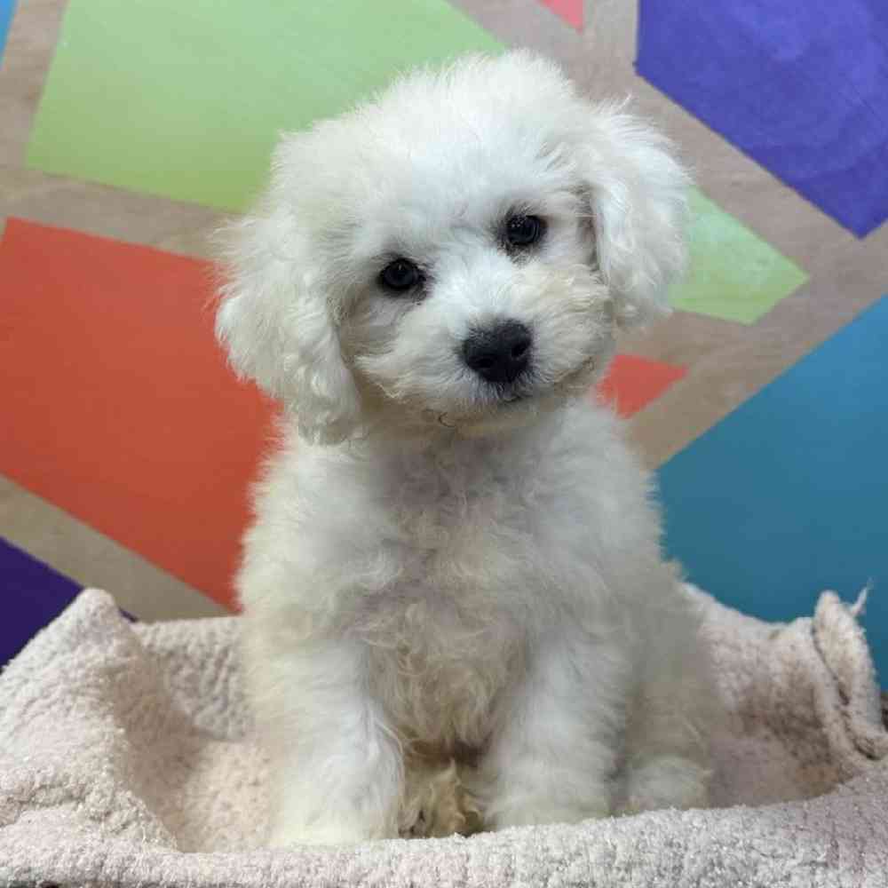 Image of a pet breed in the gallery