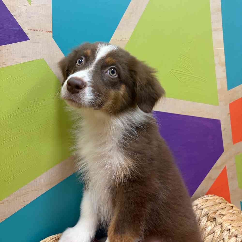 carousel pet images