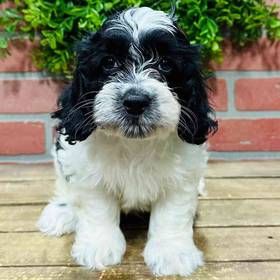 Cockapoo