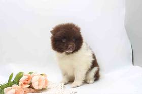 Pomeranian