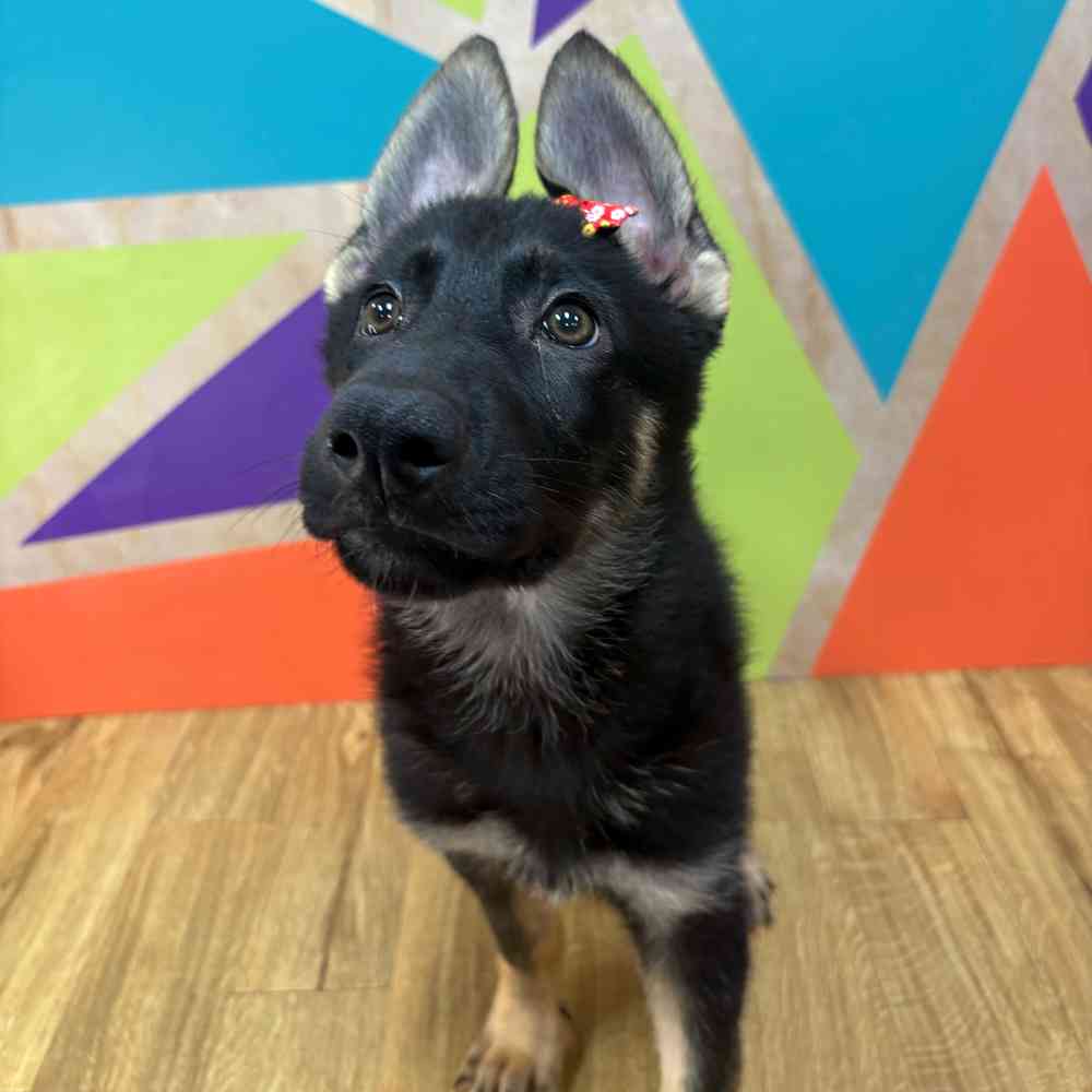 carousel pet images