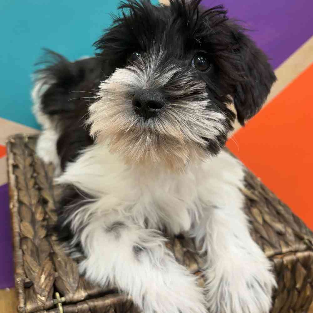 carousel pet images