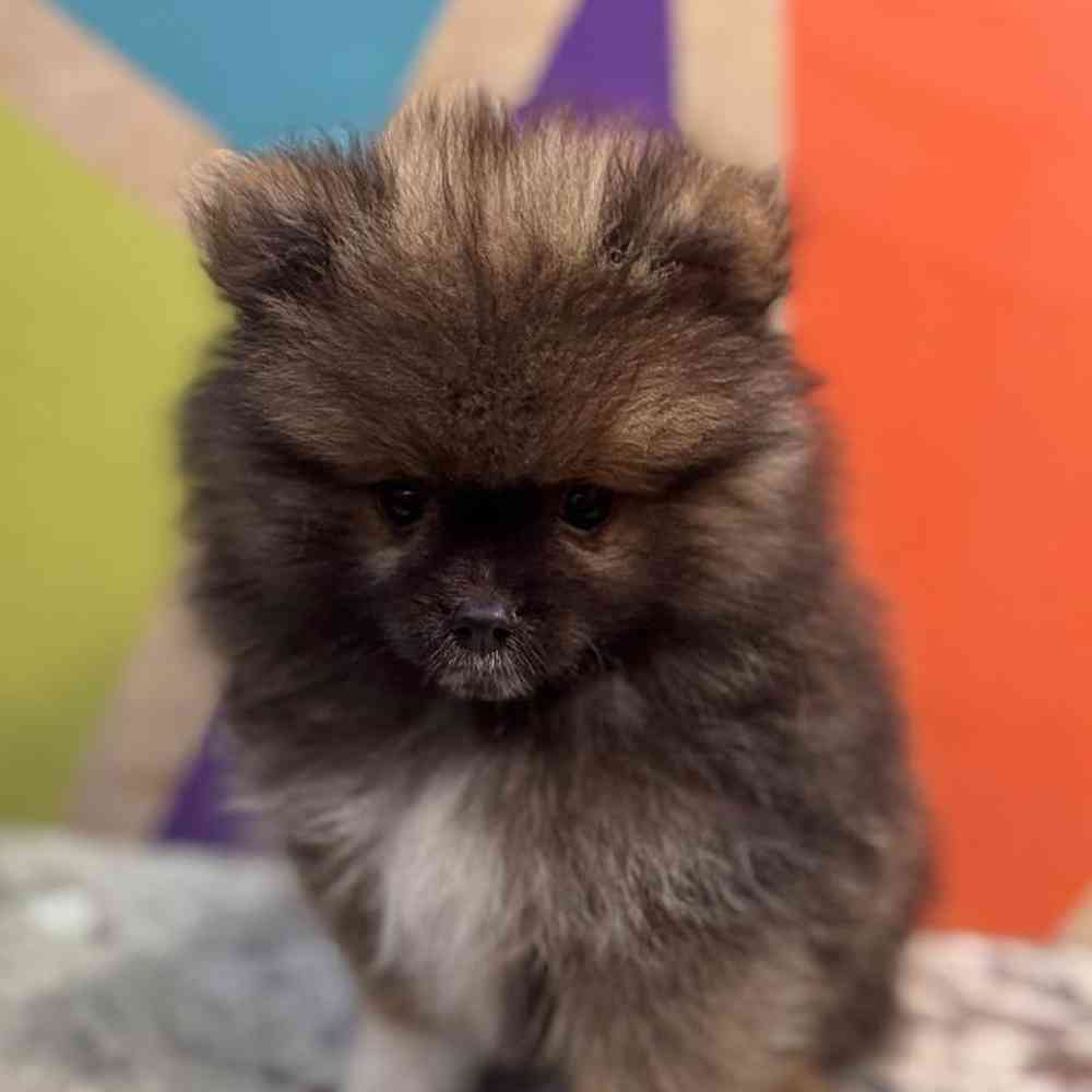 carousel pet images