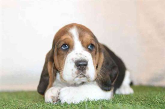 Basset Hound