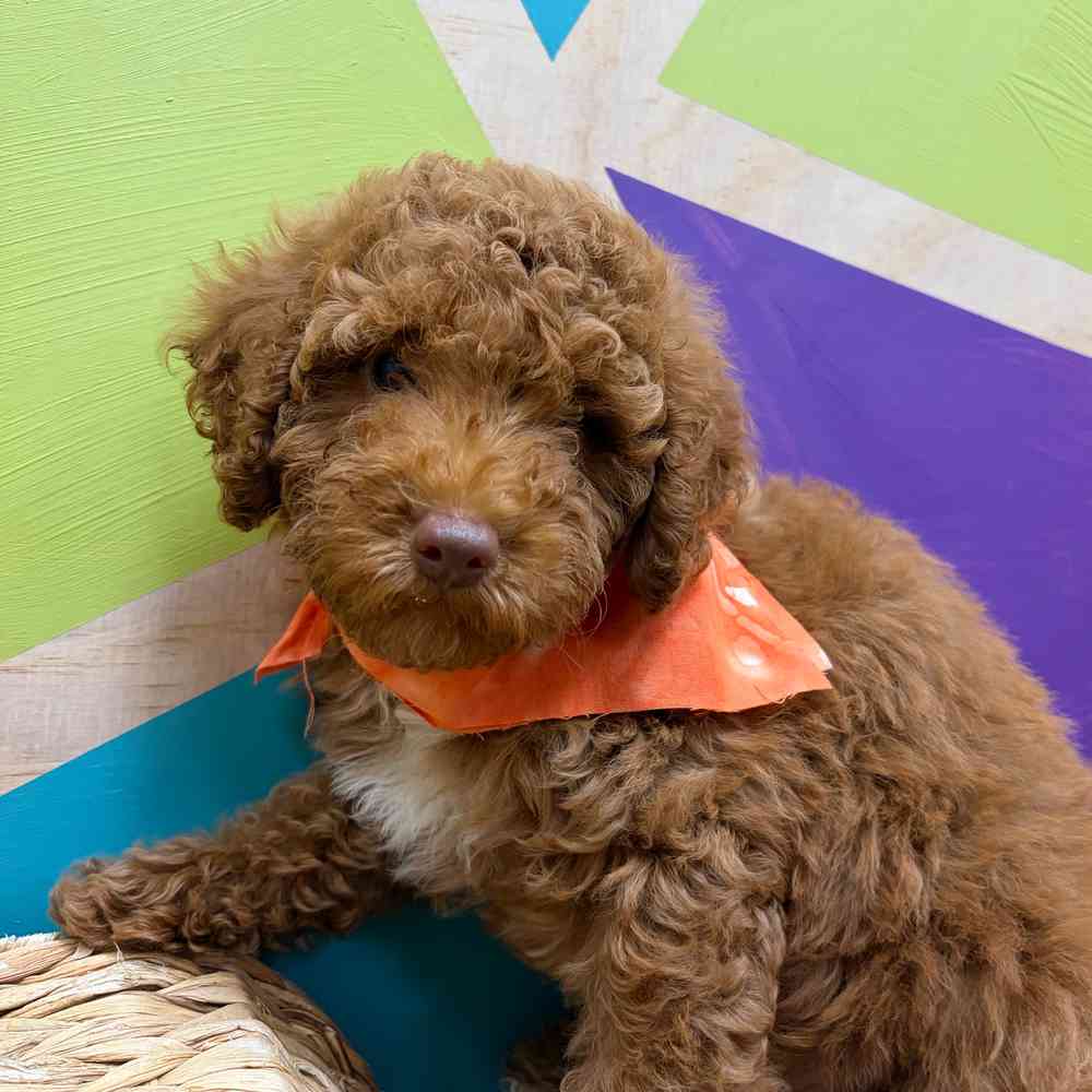 carousel pet images