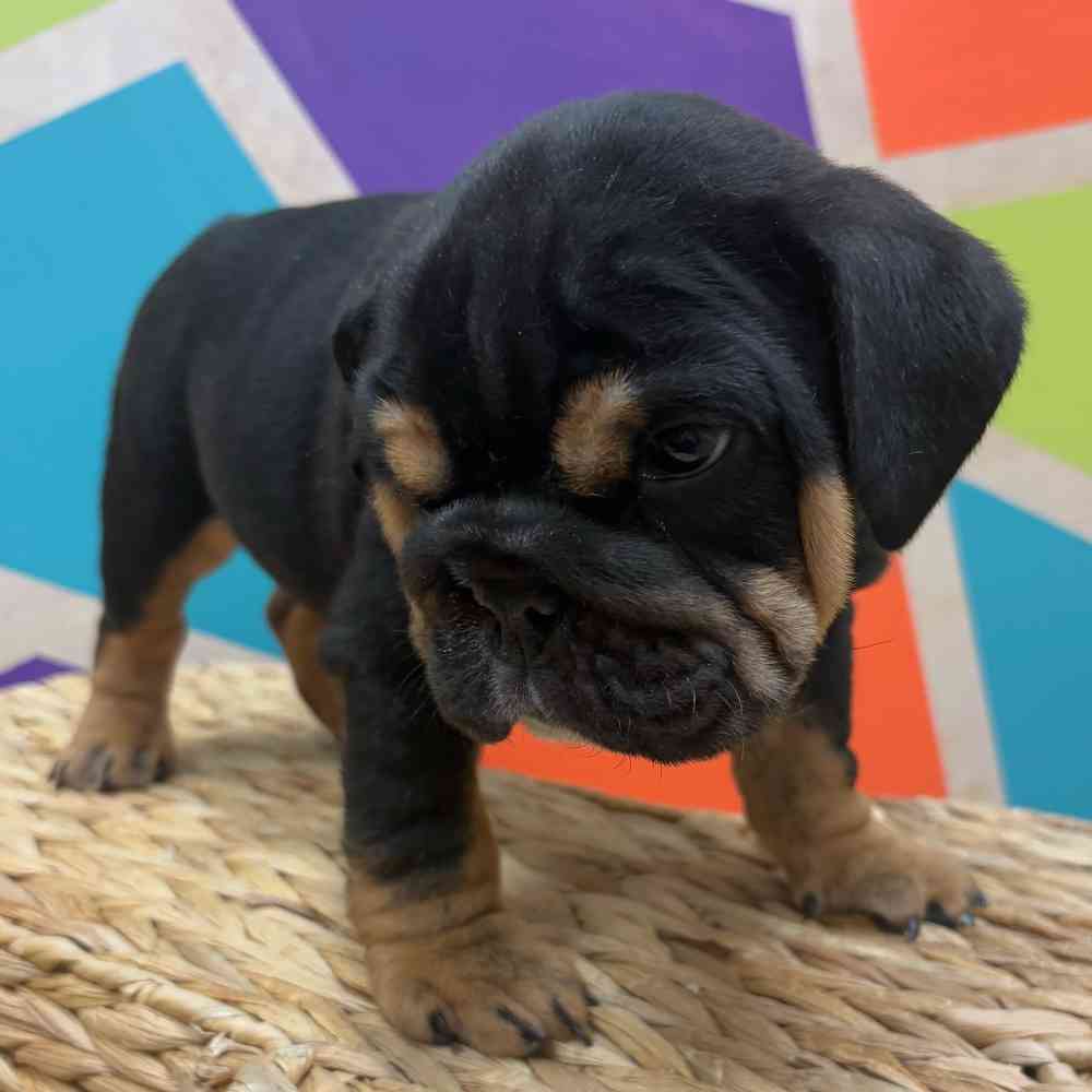 carousel pet images