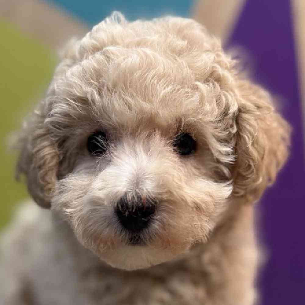 Image of a pet breed in the gallery