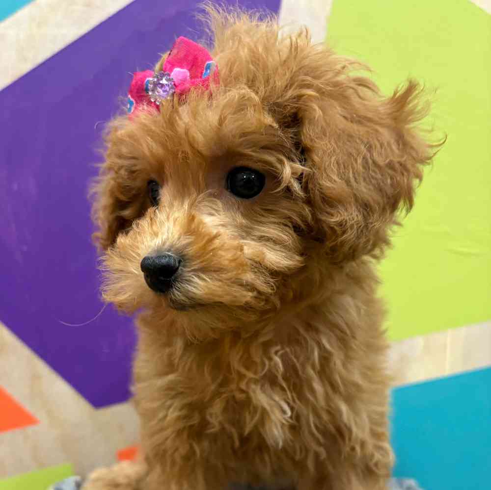 carousel pet images