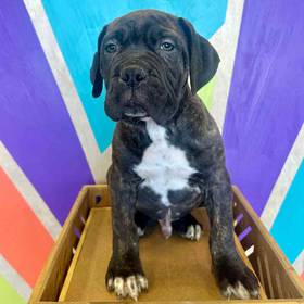 Neapolitan Mastiff-Bullmastiff