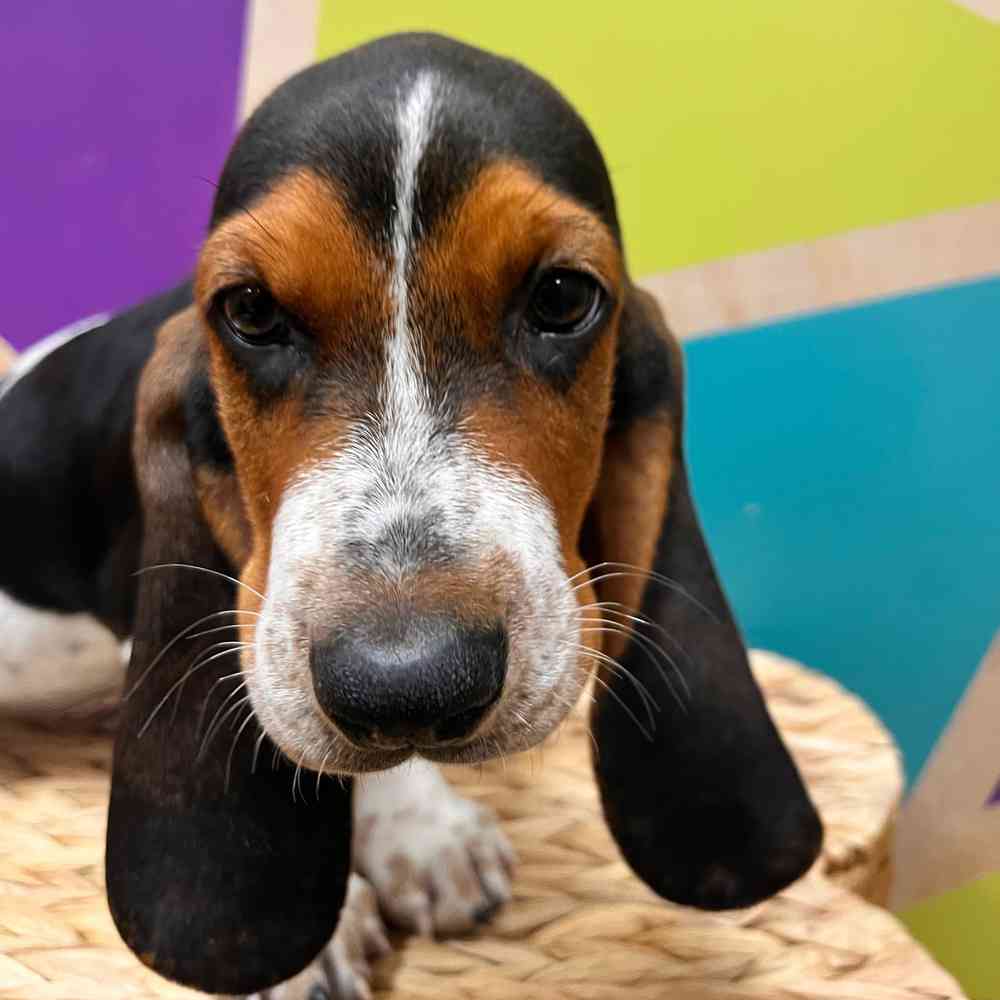 carousel pet images