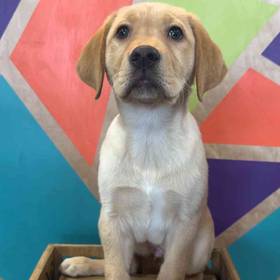 Labrador Retriever