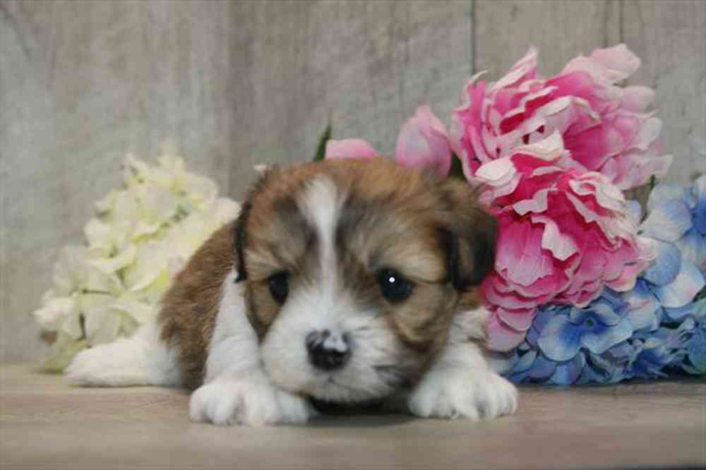 carousel pet images