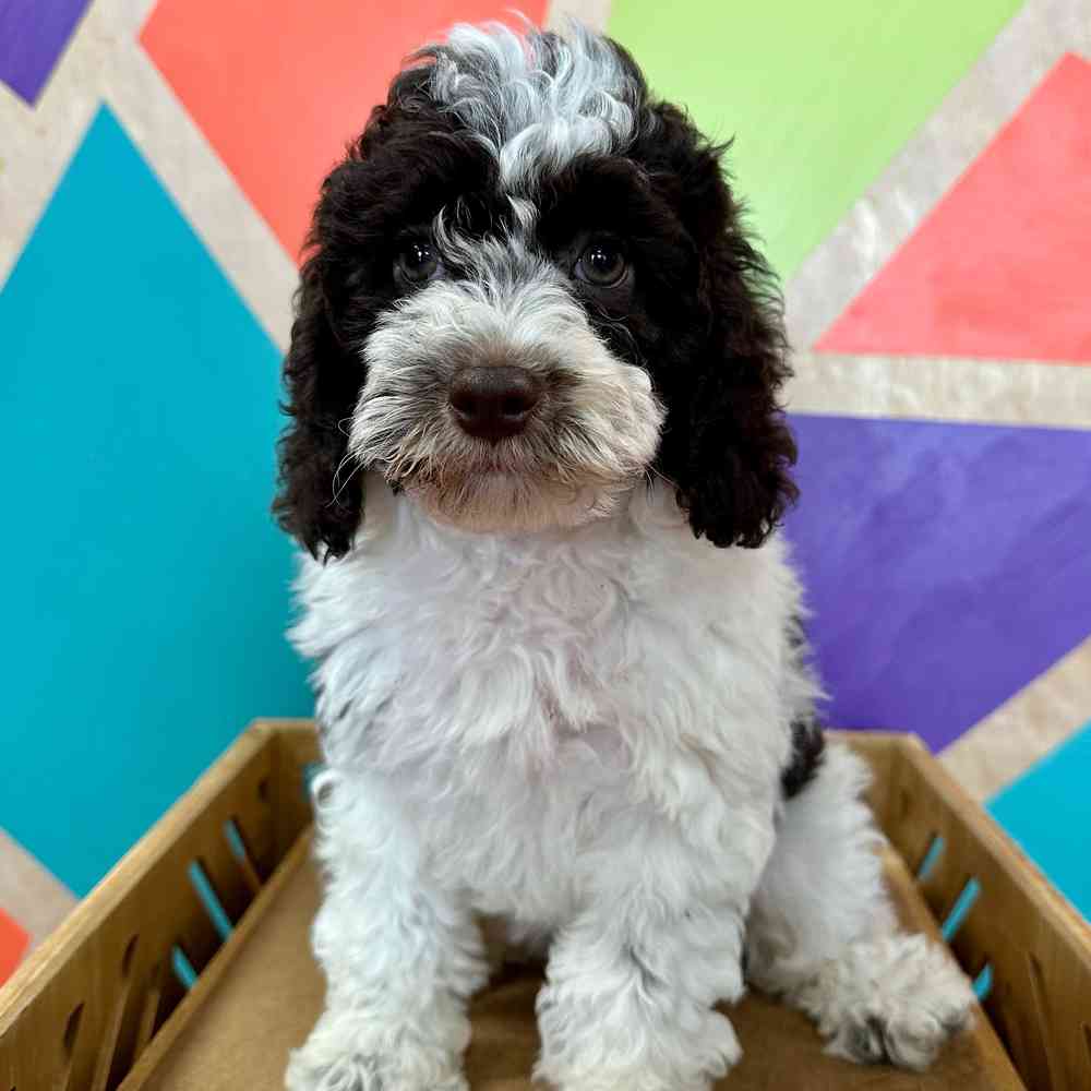 carousel pet images