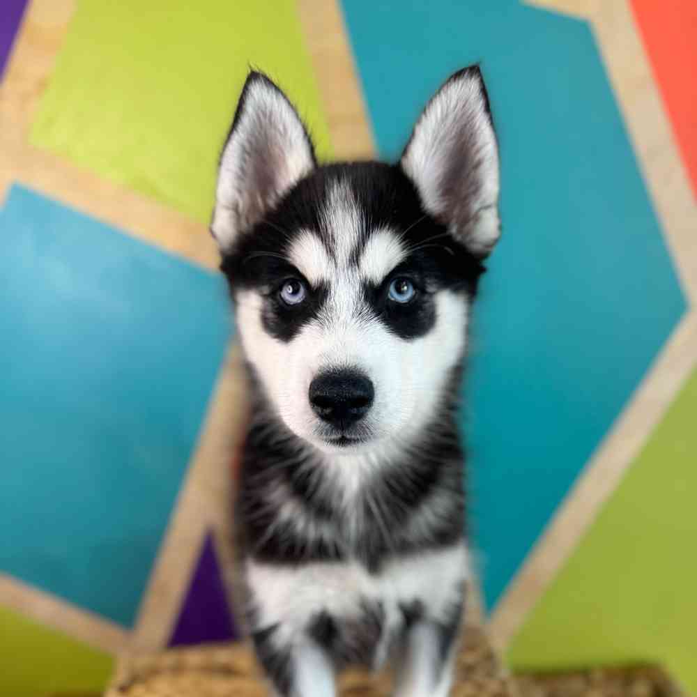 carousel pet images