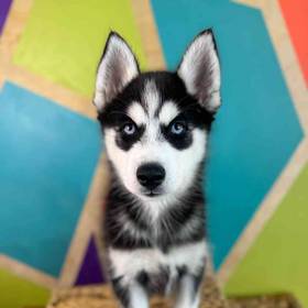 Siberian Husky