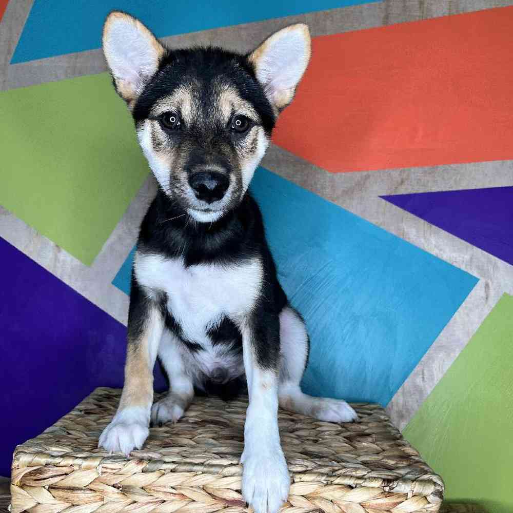 carousel pet images