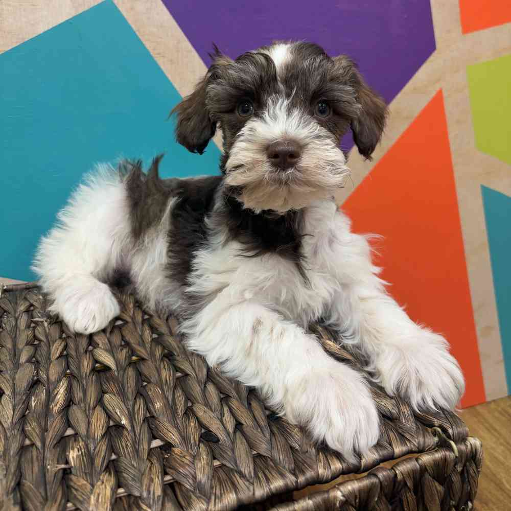 carousel pet images