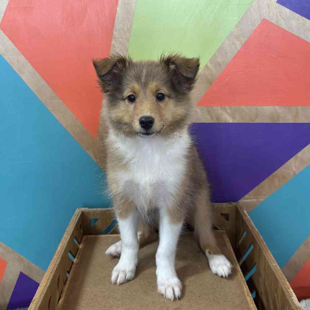pet breed image