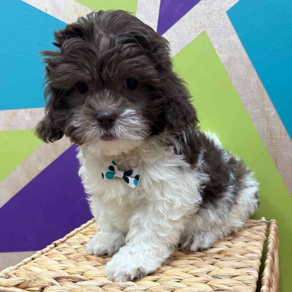 carousel pet images