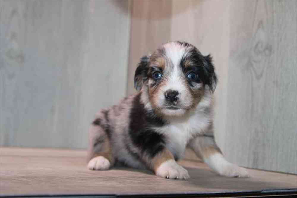 carousel pet images