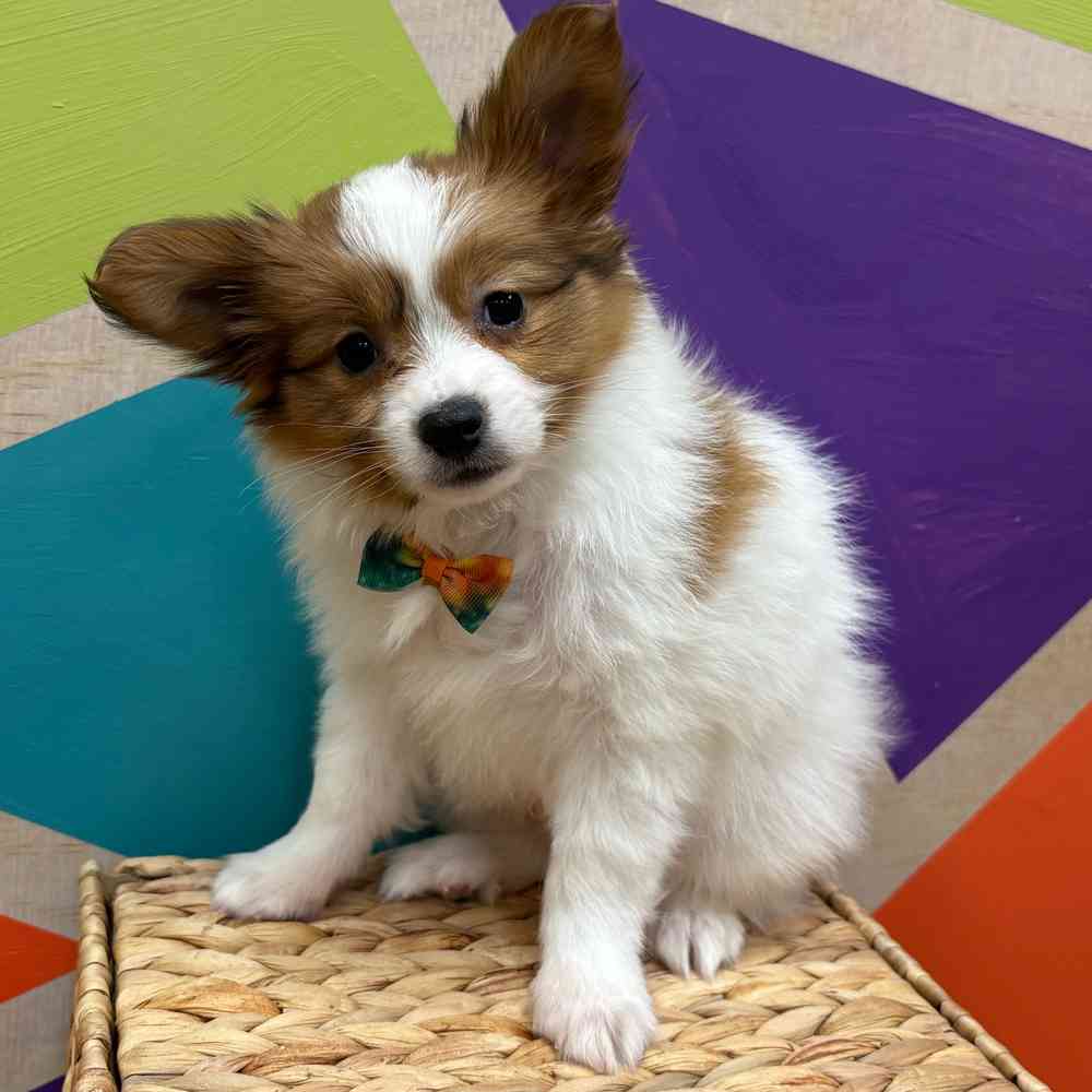 carousel pet images