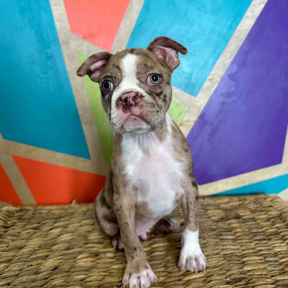 carousel pet images