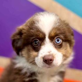 Australian Shepherd