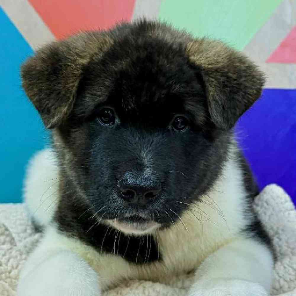 Image of a pet breed in the gallery