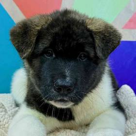 Akita
