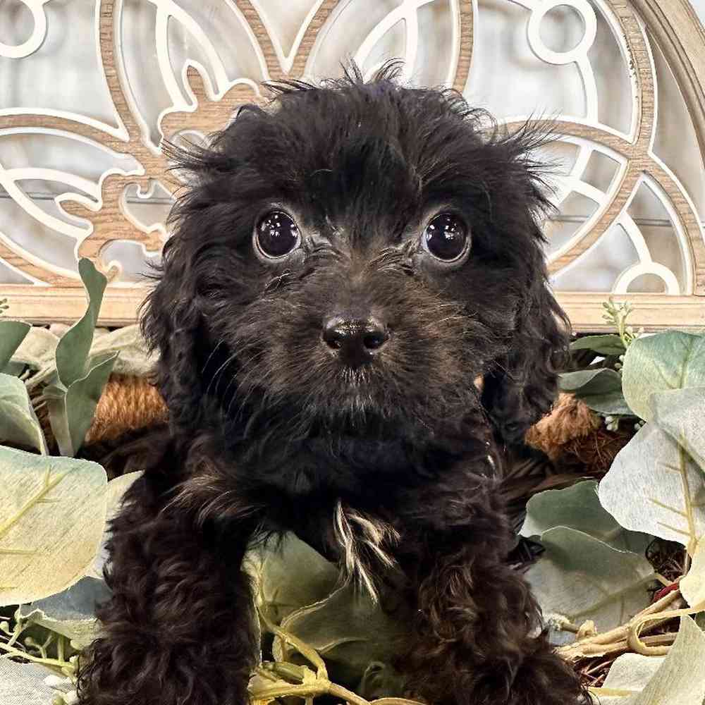 Male Cavapoo Puppy for Sale in Joplin, MO
