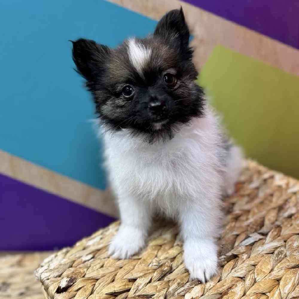 carousel pet images