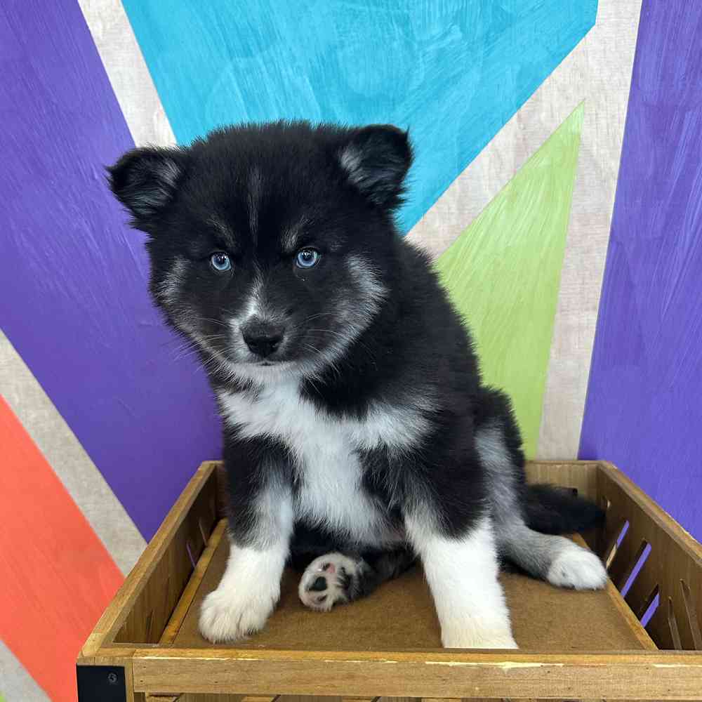 carousel pet images