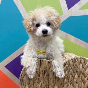 Poodle Toy
