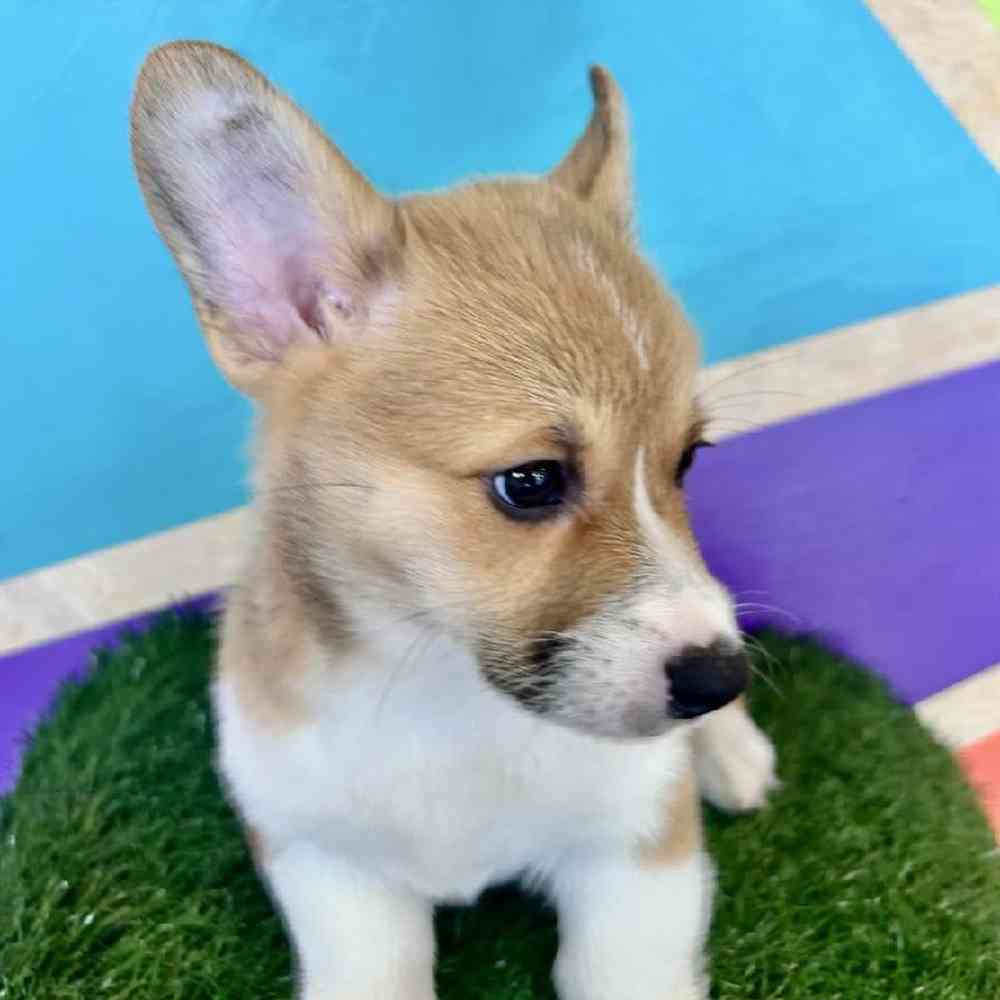 carousel pet images