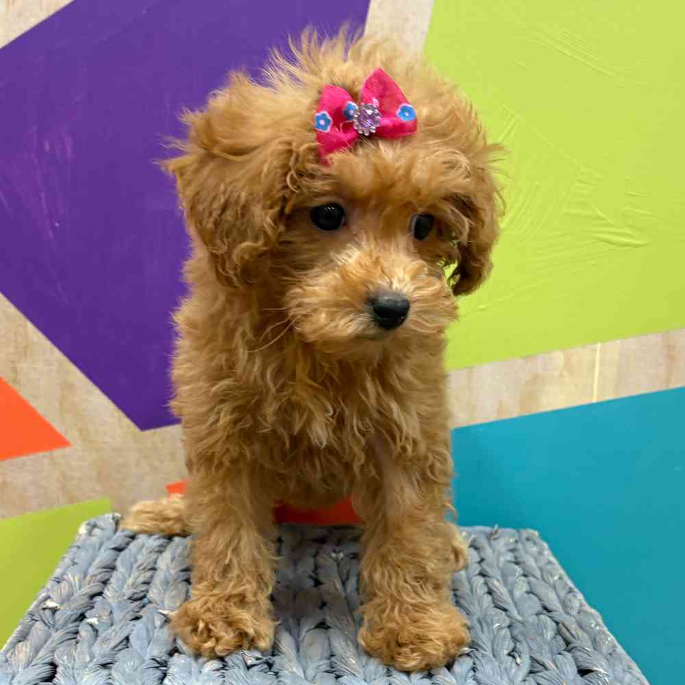 carousel pet images