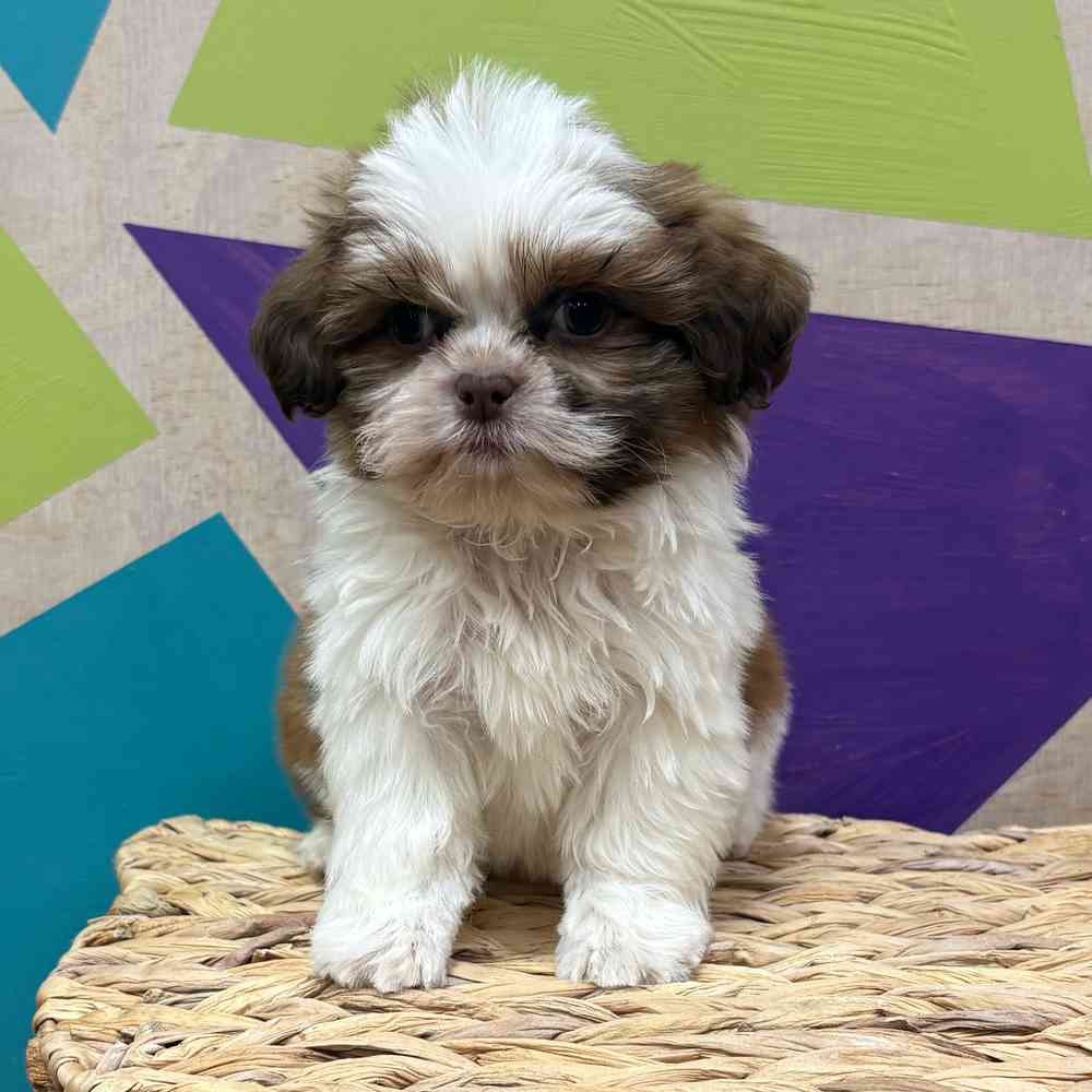 carousel pet images