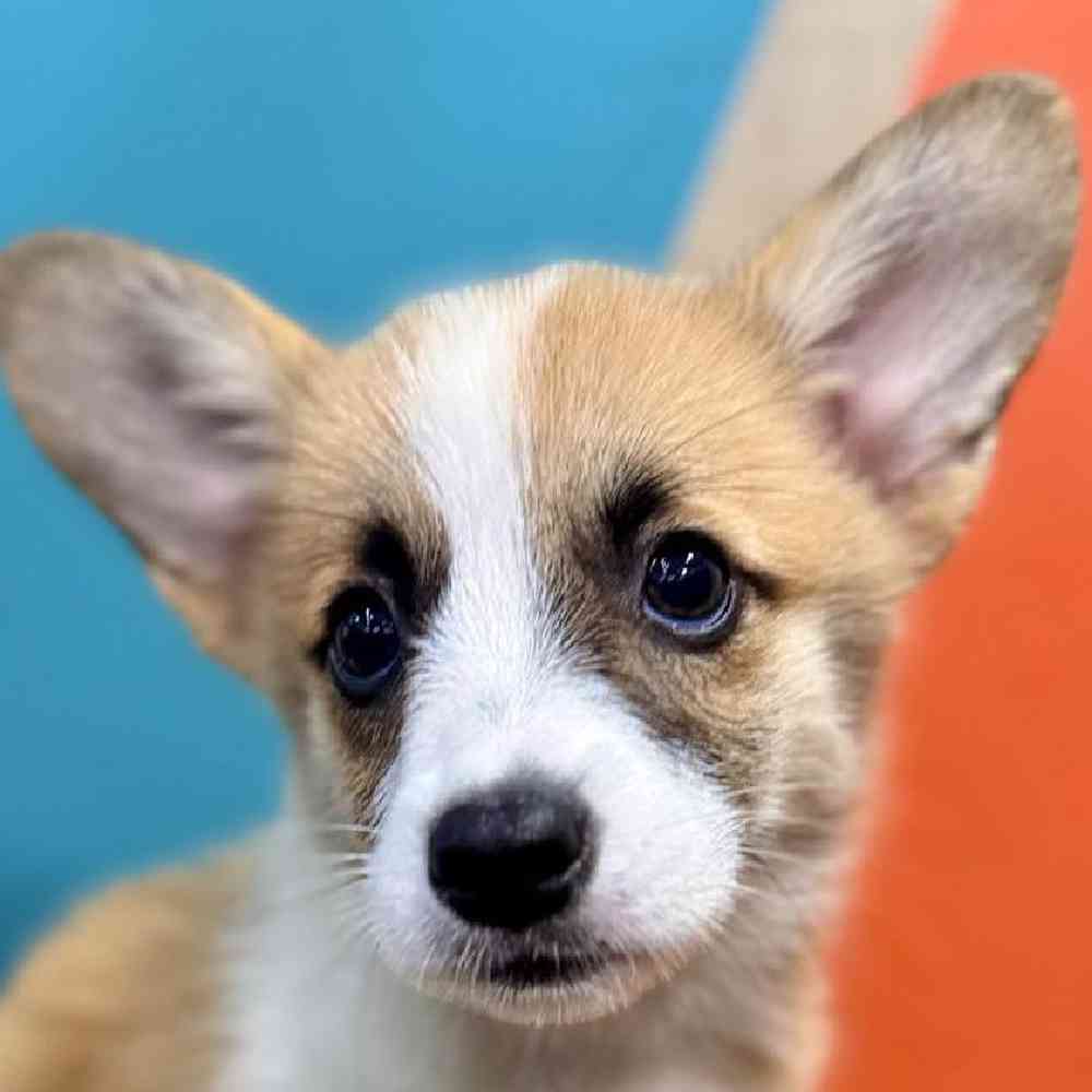 Image of a pet breed in the gallery