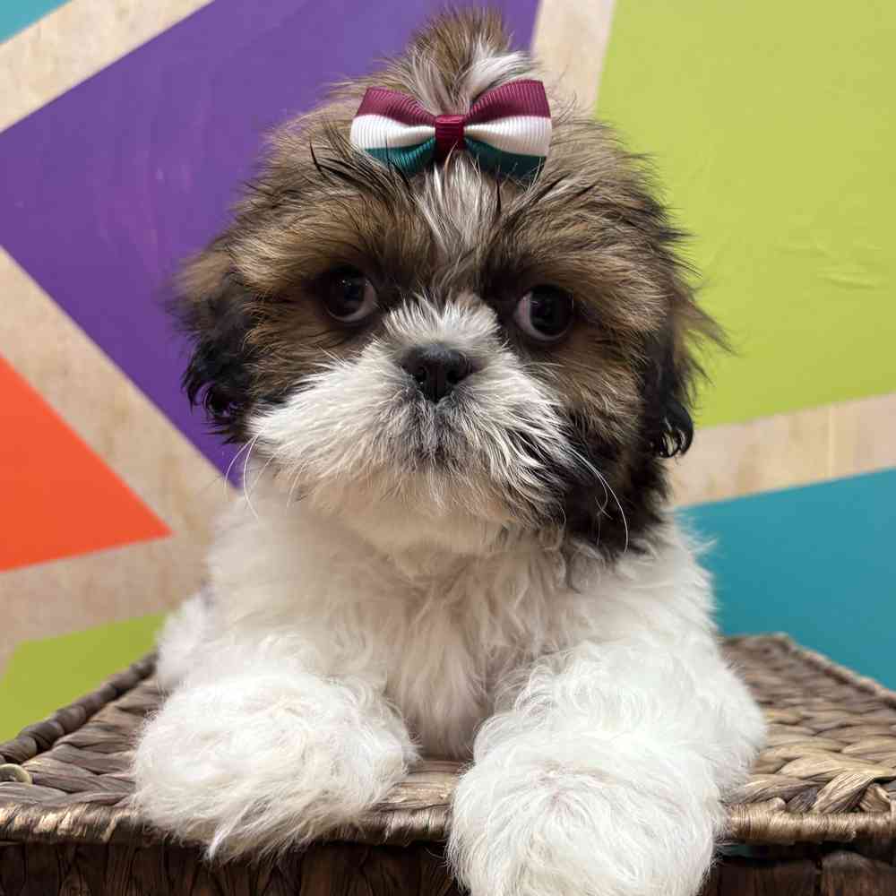 carousel pet images