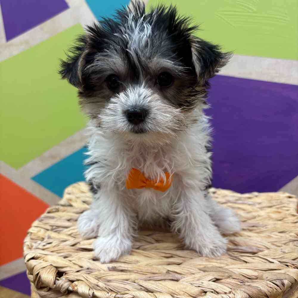 carousel pet images