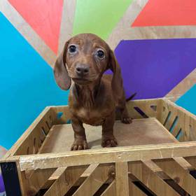 Dachshund