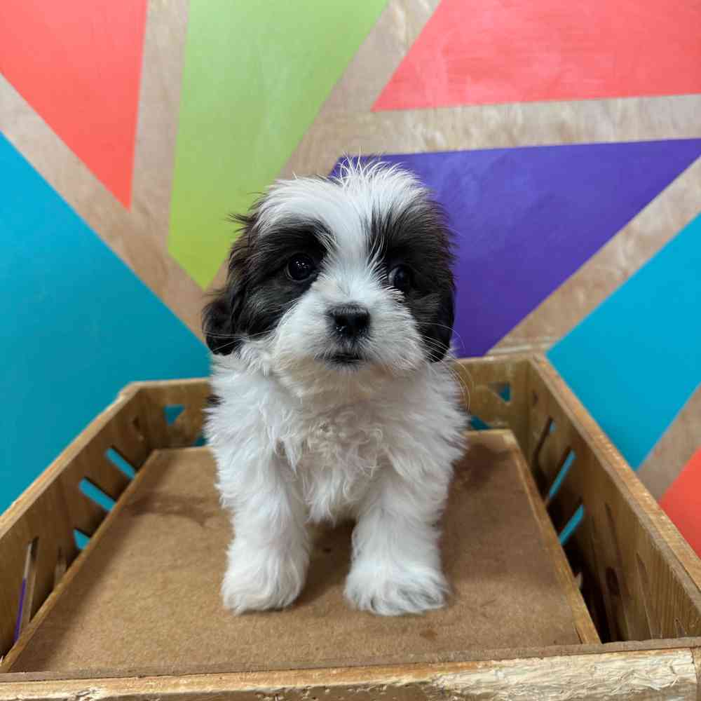 carousel pet images