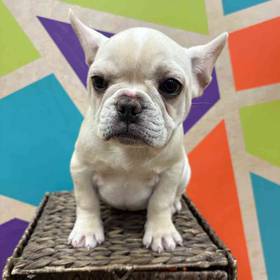 French Bulldog