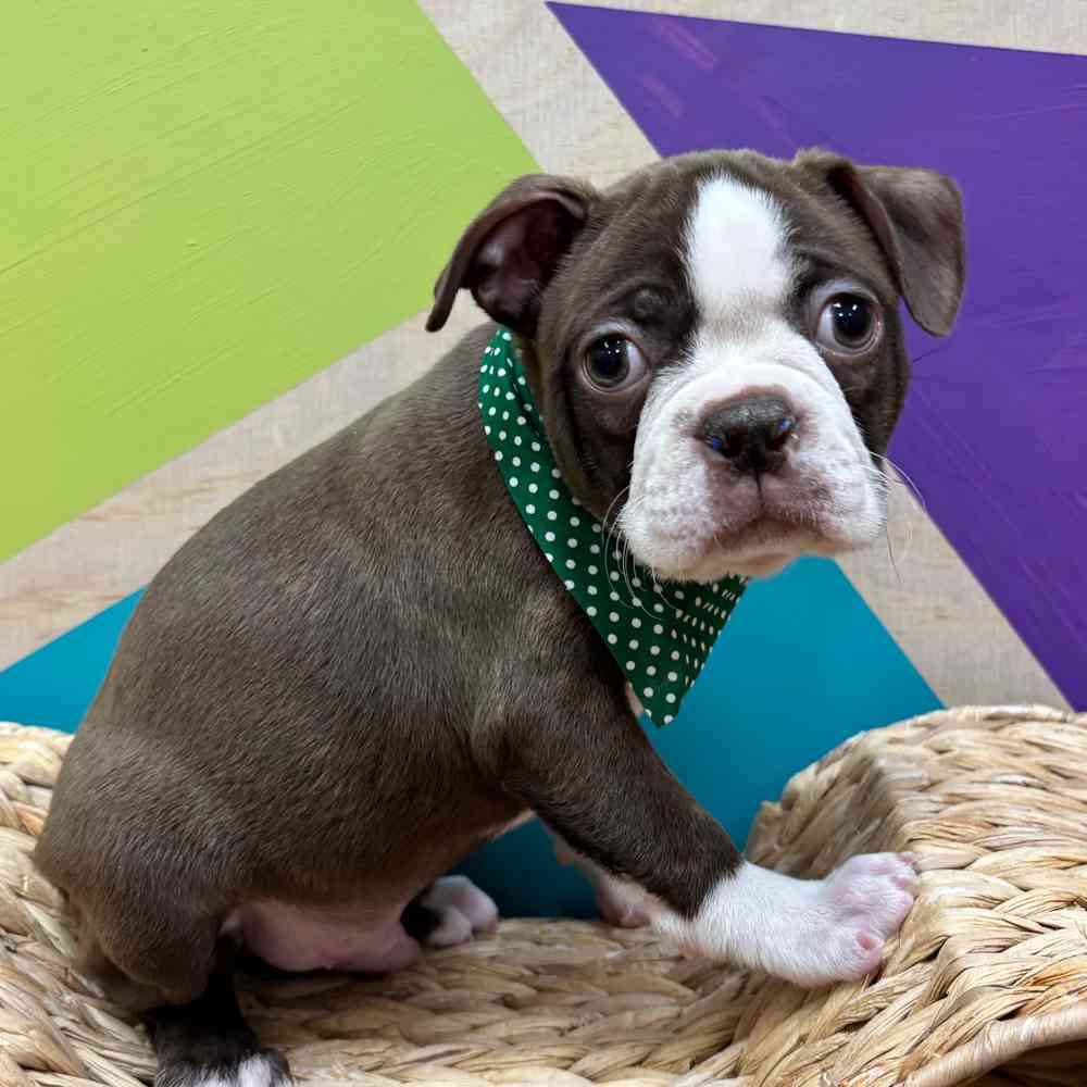 carousel pet images