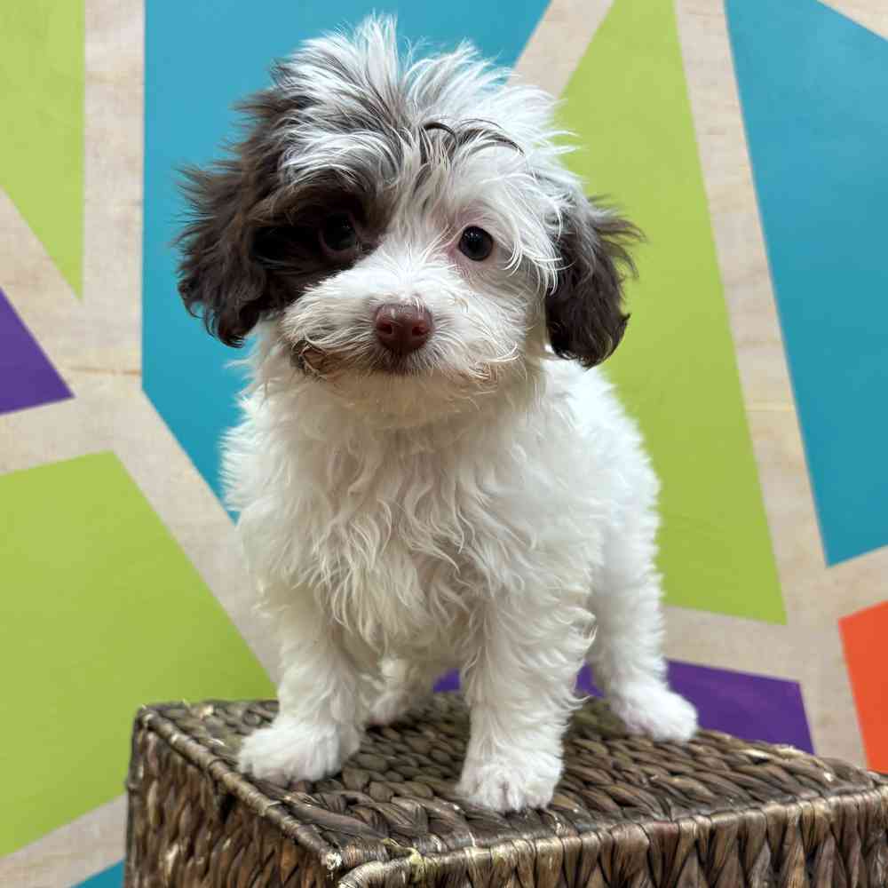 carousel pet images