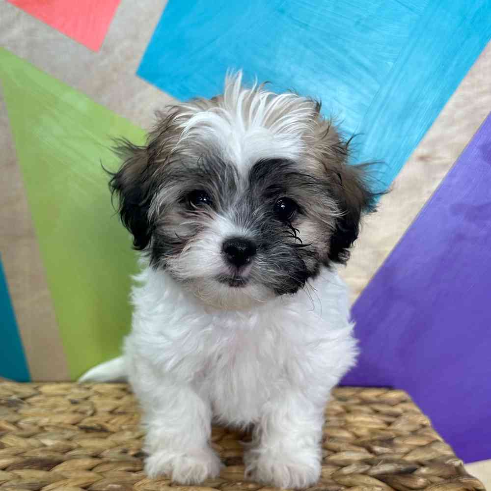 carousel pet images