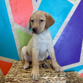 Labrador Retriever