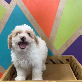 Poodle Toy
