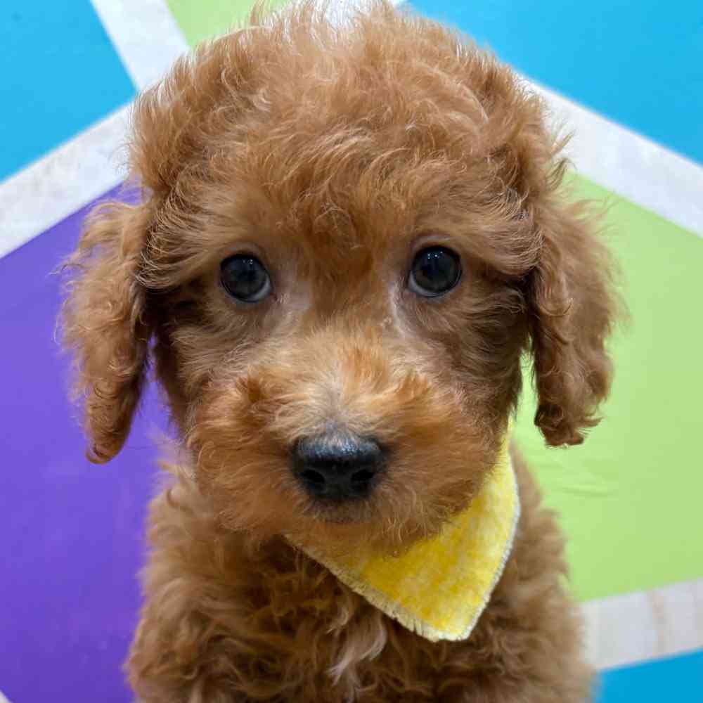 carousel pet images